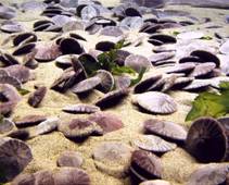 sand dollar bed
